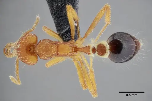 Strumigenys prospiciens - UFV-LABECOL-000154