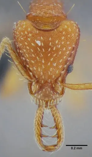 Strumigenys prospiciens - UFV-LABECOL-000154