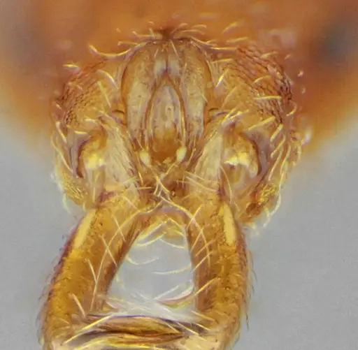 Strumigenys prospiciens - UFV-LABECOL-000154