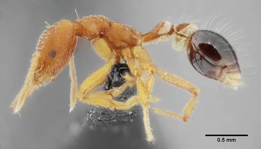 Strumigenys prospiciens - UFV-LABECOL-000154