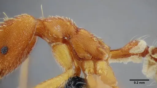 Strumigenys prospiciens - UFV-LABECOL-000154