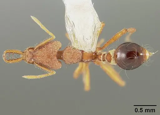 Strumigenys prospiciens - USNMENT00444979