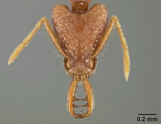 Strumigenys prospiciens - USNMENT00444979