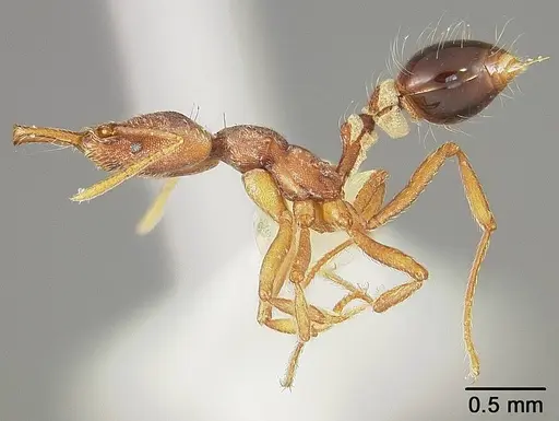 Strumigenys prospiciens - USNMENT00444979