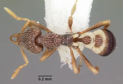 Strumigenys pulchella specimen