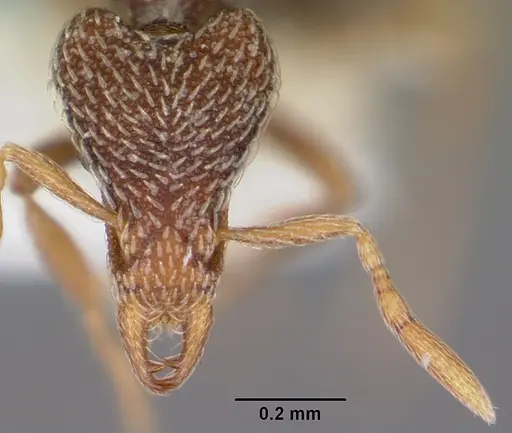 Strumigenys pulchella specimen