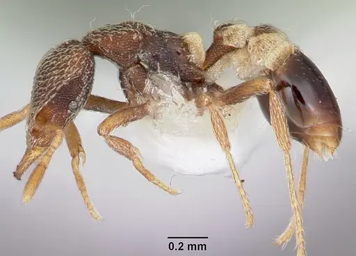 Strumigenys pulchella specimen