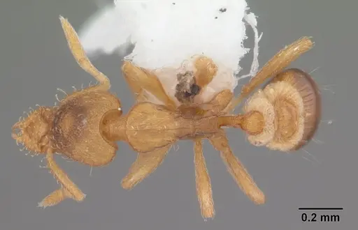 Strumigenys pulchella - CASENT0104483