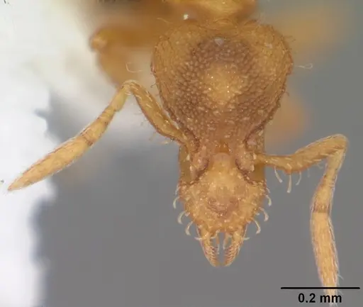 Strumigenys pulchella - CASENT0104483