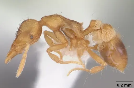 Strumigenys pulchella - CASENT0104483