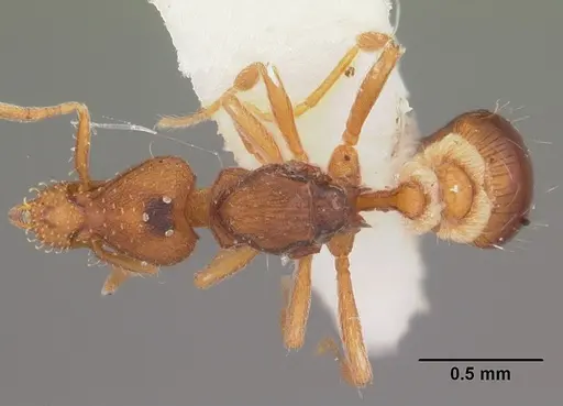 Strumigenys pulchella - CASENT0104484