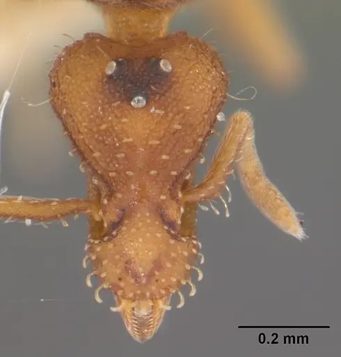 Strumigenys pulchella - CASENT0104484