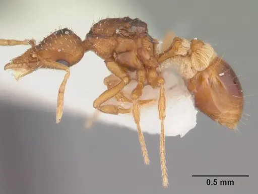 Strumigenys pulchella - CASENT0104484