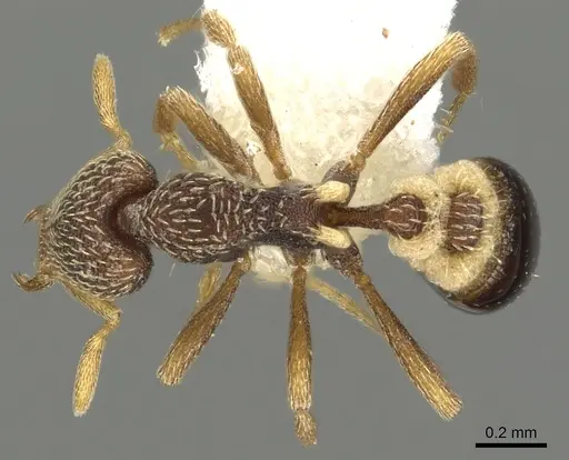 Strumigenys pulchella - CASENT0900856