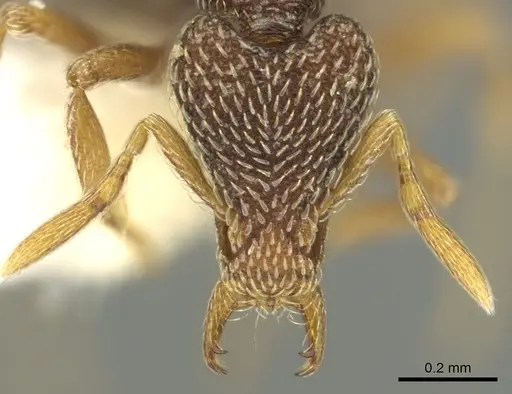 Strumigenys pulchella - CASENT0900856