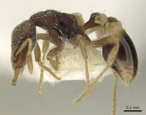 Strumigenys pulchella - CASENT0900856