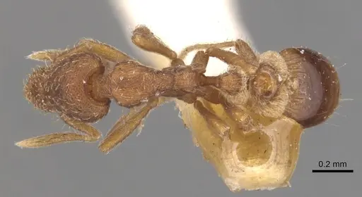 Strumigenys pulchella - CASENT0904957