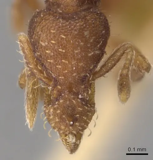 Strumigenys pulchella - CASENT0904957