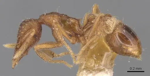 Strumigenys pulchella - CASENT0904957