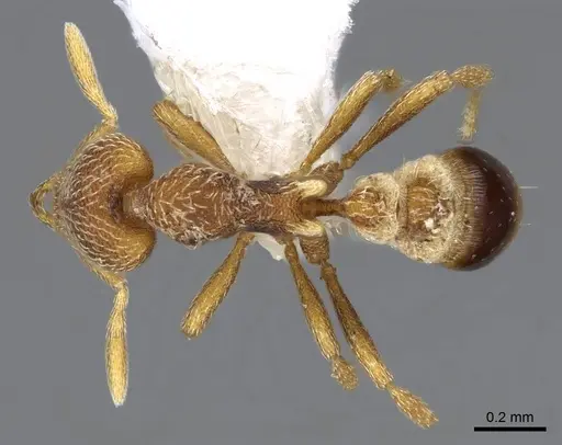 Strumigenys pulchella - CASENT0914860