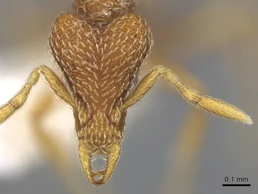 Strumigenys pulchella - CASENT0914860