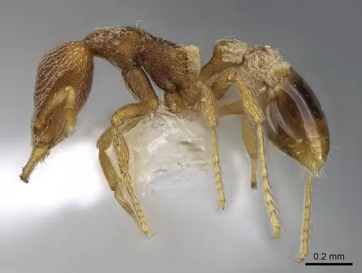 Strumigenys pulchella - CASENT0914860