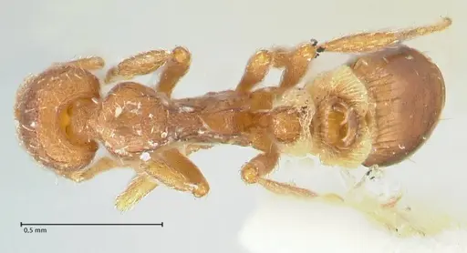 Strumigenys pulchella - FOCOL2170