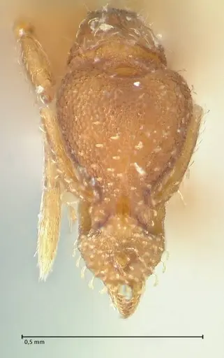 Strumigenys pulchella - FOCOL2170