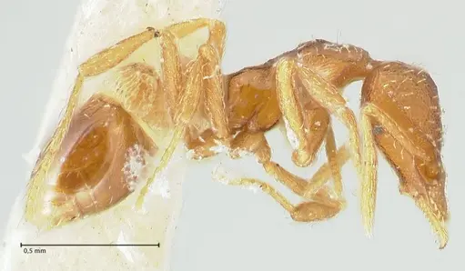 Strumigenys pulchella - FOCOL2170