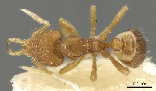 Strumigenys quadrua specimen