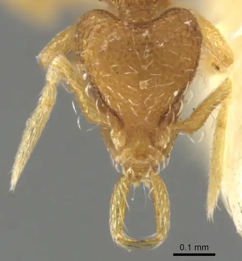 Strumigenys quadrua specimen