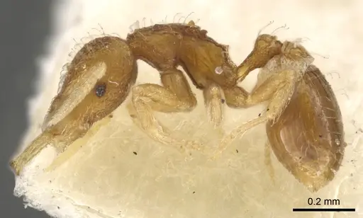 Strumigenys quadrua specimen