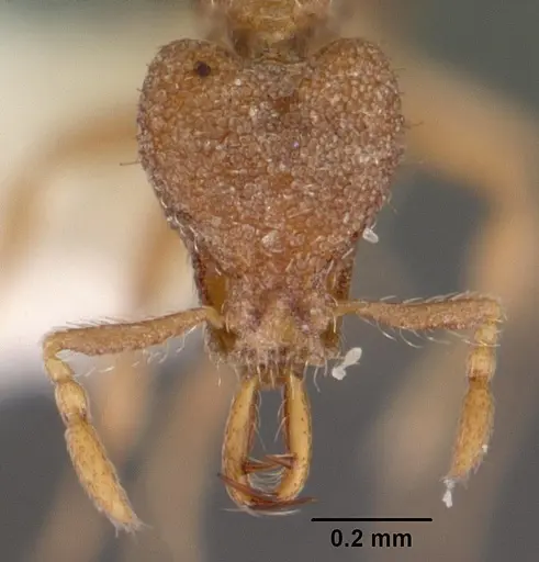 Strumigenys quattuor specimen