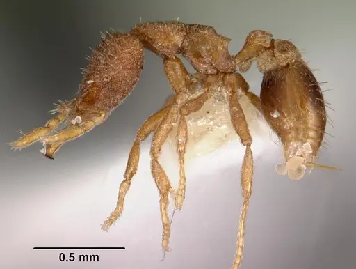 Strumigenys quattuor specimen