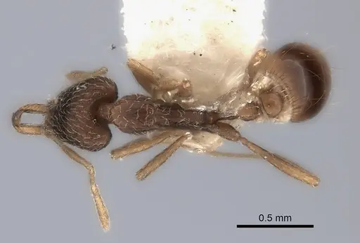 Strumigenys quinquedentata specimen