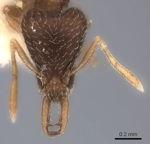 Strumigenys quinquedentata specimen