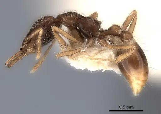 Strumigenys quinquedentata specimen