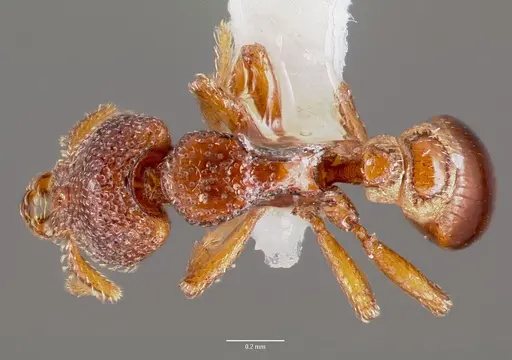 Strumigenys rabesoni specimen