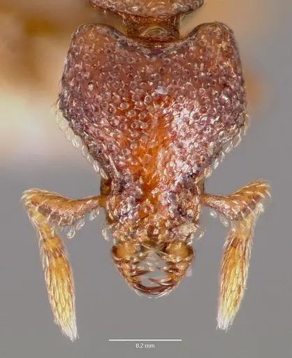 Strumigenys rabesoni specimen