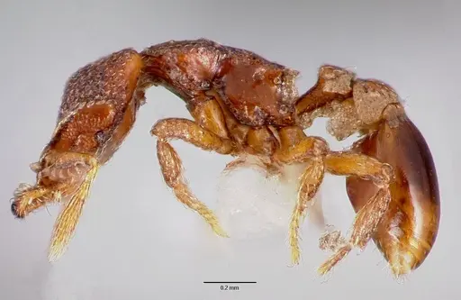 Strumigenys rabesoni specimen