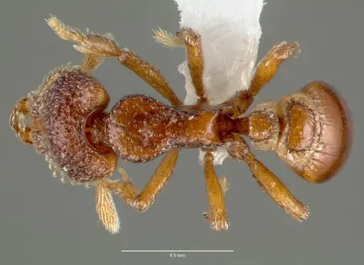 Strumigenys rabesoni - CASENT0005626