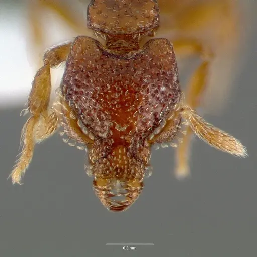 Strumigenys rabesoni - CASENT0005626