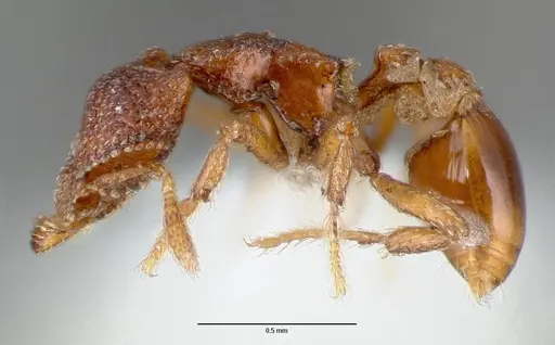 Strumigenys rabesoni - CASENT0005626