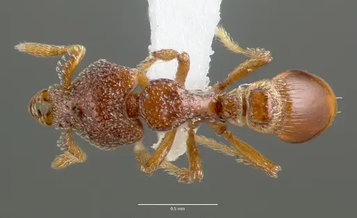 Strumigenys rabesoni - CASENT0005627