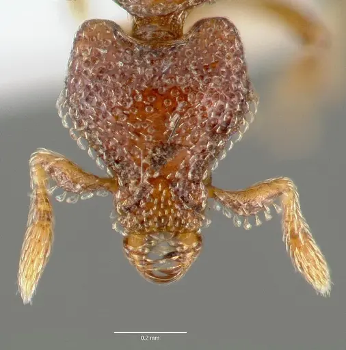 Strumigenys rabesoni - CASENT0005627