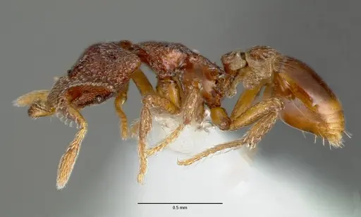 Strumigenys rabesoni - CASENT0005627