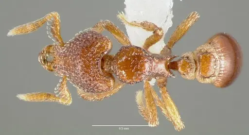 Strumigenys rabesoni - CASENT0005628