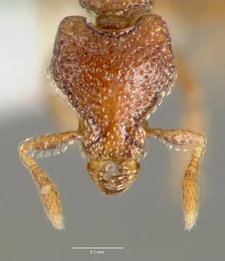 Strumigenys rabesoni - CASENT0005628