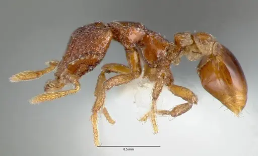 Strumigenys rabesoni - CASENT0005628