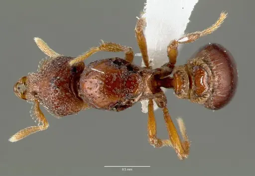 Strumigenys rabesoni - CASENT0006034